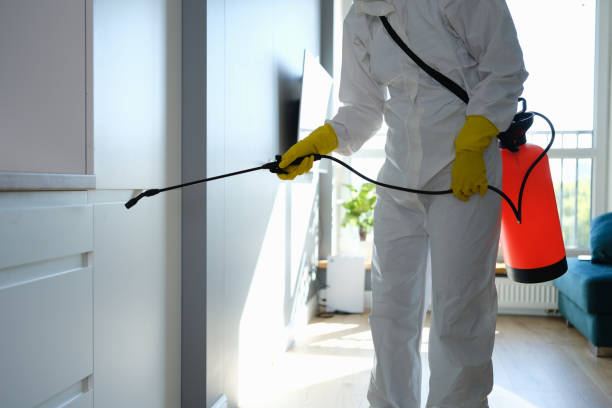 Trusted Willimantic, CT Mold Removal Experts