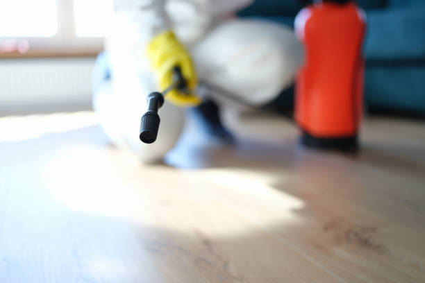 Best Basement Mold Removal  in Willimantic, CT