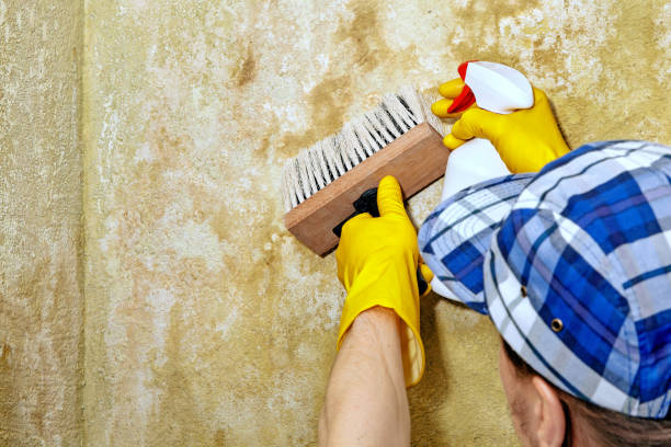 Biohazard Mold Removal in Willimantic, CT