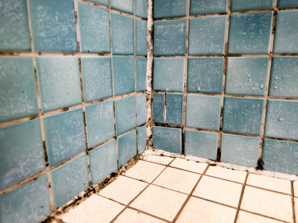 Best Commercial Mold Inspection  in Willimantic, CT